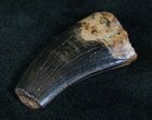 Tyrannosaur Tooth - Feeding Damaged Tip #13290-1